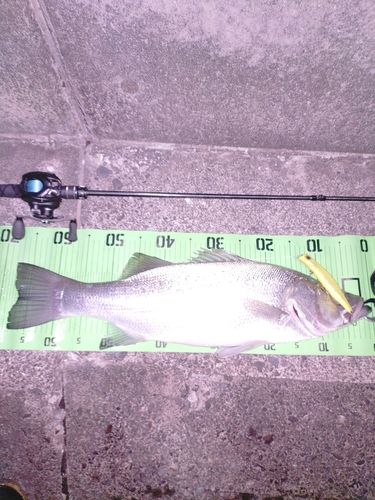 ヒラスズキの釣果