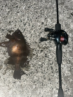 シロメバルの釣果