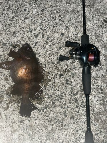 シロメバルの釣果