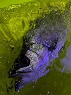 セイゴ（ヒラスズキ）の釣果