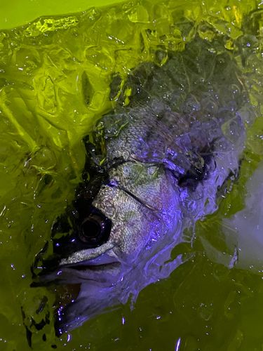 セイゴ（ヒラスズキ）の釣果