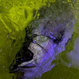 セイゴ（ヒラスズキ）