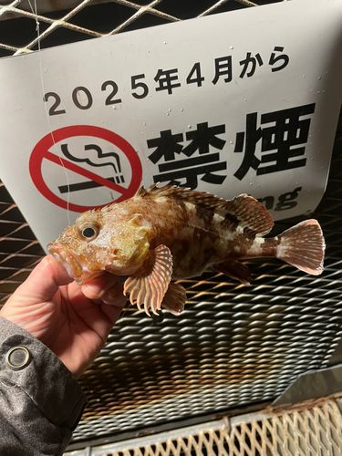 カサゴの釣果