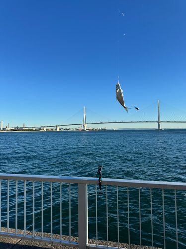 コノシロの釣果