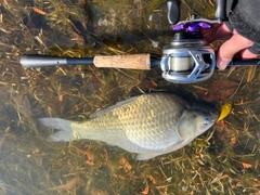 ヘラブナの釣果