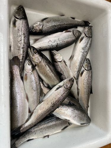 鬼怒川フィッシングエリア