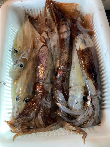 スルメイカの釣果