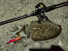 モンゴウイカの釣果