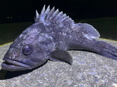 クロソイの釣果