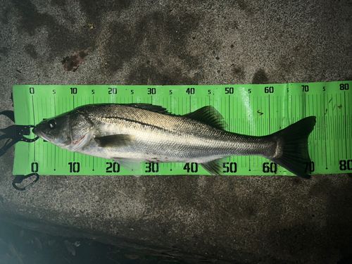 シーバスの釣果