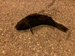 アイナメの釣果