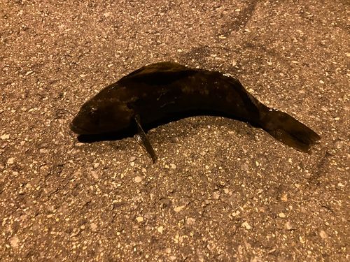 アイナメの釣果