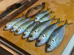 アジの釣果