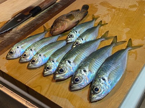 アジの釣果