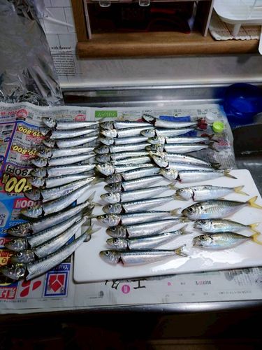 マイワシの釣果