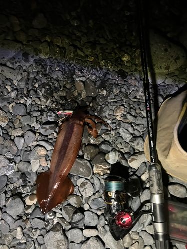 スルメイカの釣果
