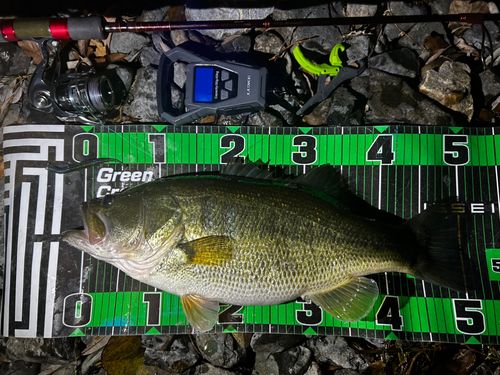 ブラックバスの釣果