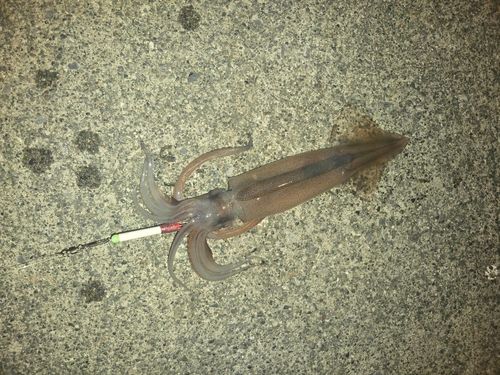 スルメイカの釣果