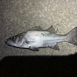 セイゴ（マルスズキ）