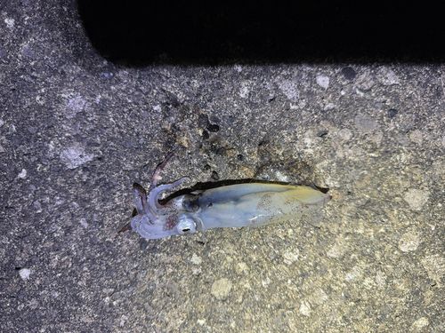 イカの釣果