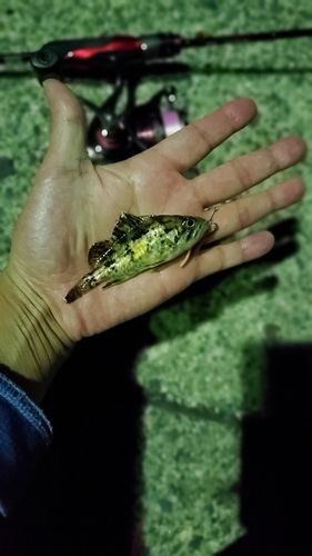 タケノコメバルの釣果