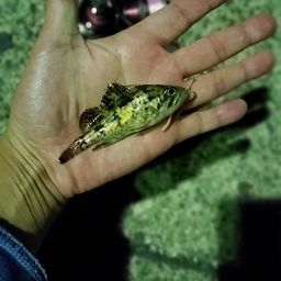 タケノコメバル