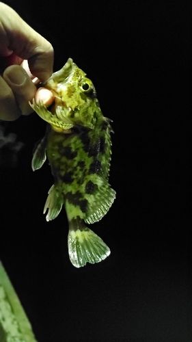 タケノコメバルの釣果