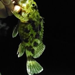 タケノコメバル