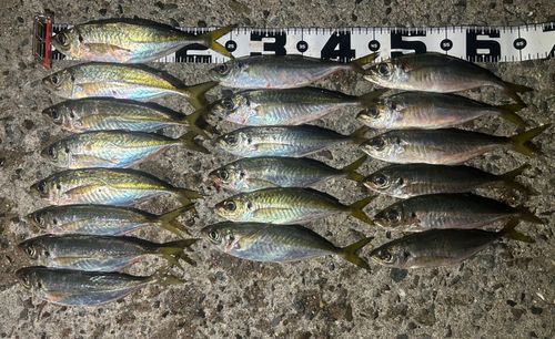 マアジの釣果