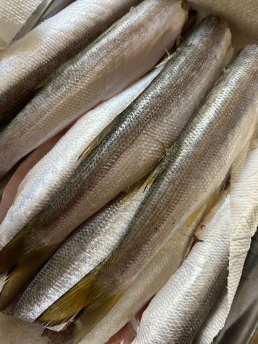 スフォエロイデス・ローセンブラッティの釣果