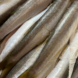 スフォエロイデス・ローセンブラッティ