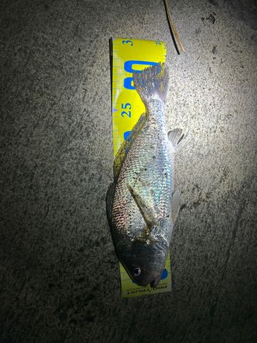 イシモチの釣果