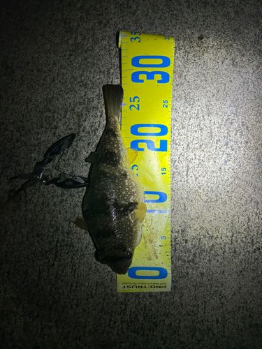 ショウサイフグの釣果