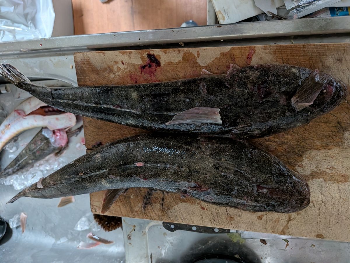 釣り好き二瓶さんの釣果 1枚目の画像