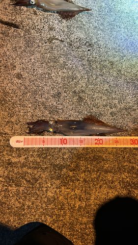 ヤリイカの釣果