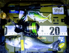 シーバスの釣果
