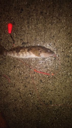 アイナメの釣果