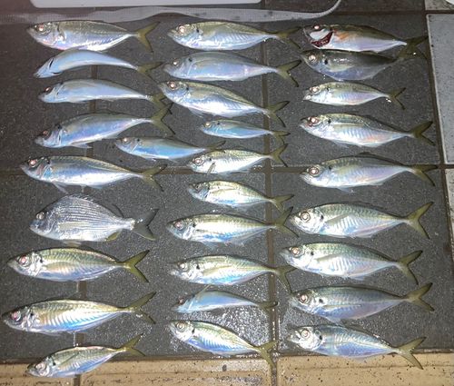 アジの釣果