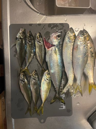 アジの釣果