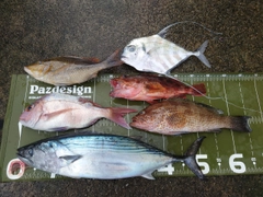 ハガツオの釣果