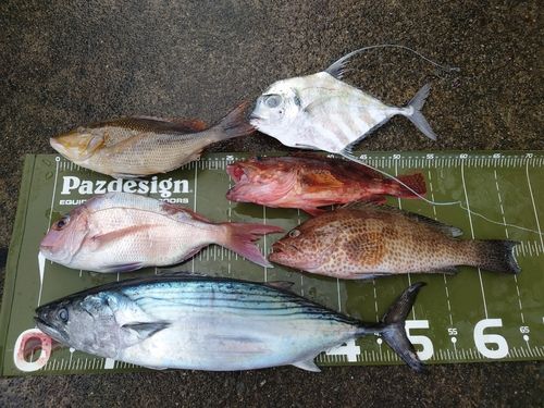 ハガツオの釣果