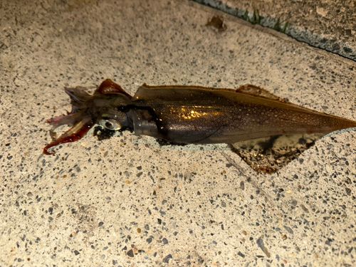 ヤリイカの釣果