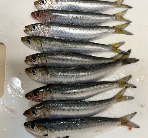 マイワシの釣果