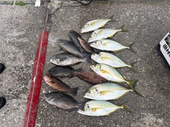 シマアジの釣果