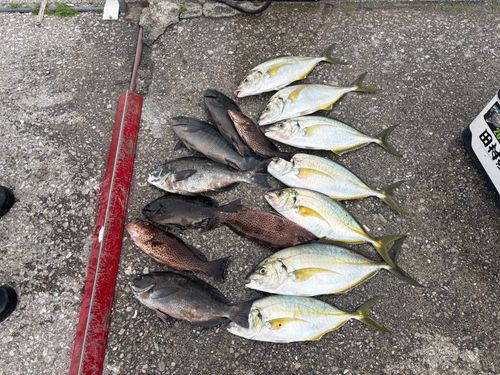 シマアジの釣果