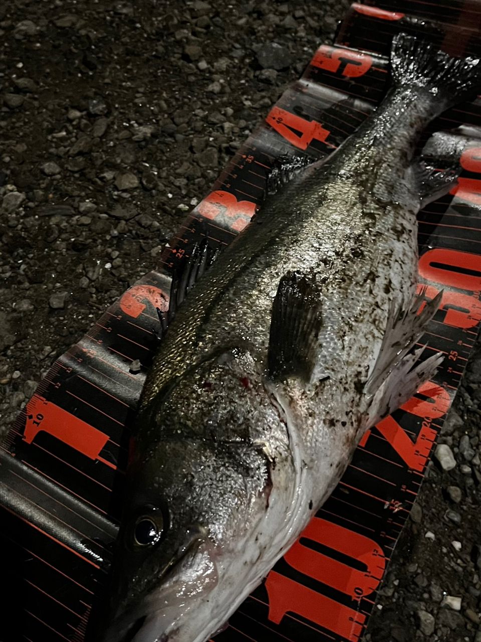 DAIWA ラブラックス AGS 2021年モデルの最安値・インプレ・釣果 | 本音