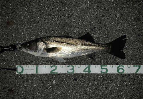 シーバスの釣果