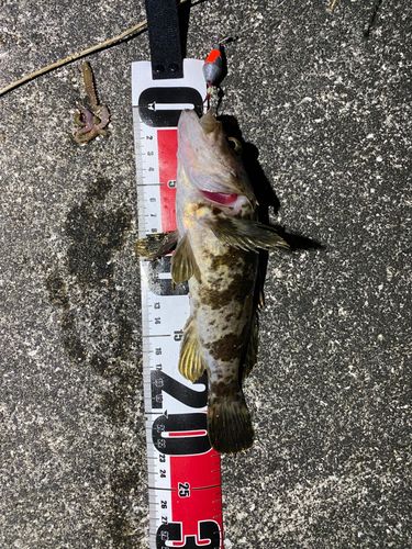 タケノコメバル