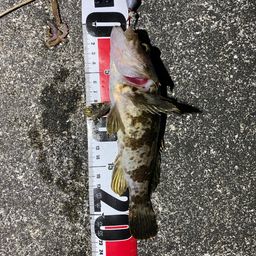 タケノコメバル