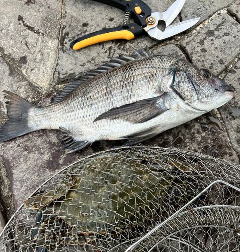 クロダイの釣果